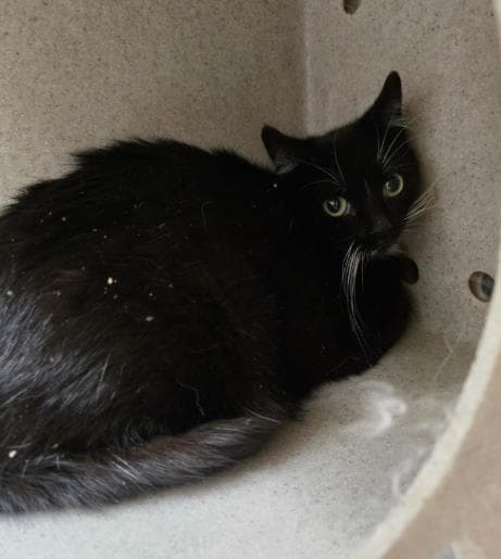 Hunni - Domestic Short Hair