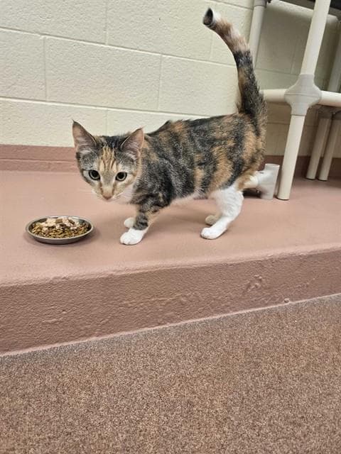 Gypse - Domestic Short Hair