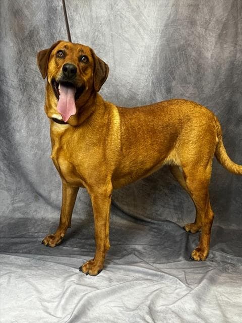 Hemi - Rhodesian Ridgeback