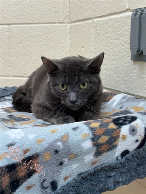 Tortellini - Domestic Short Hair