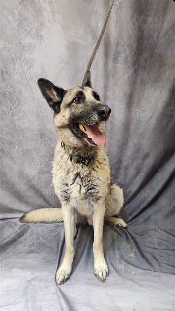 Odin - German Shepherd Dog