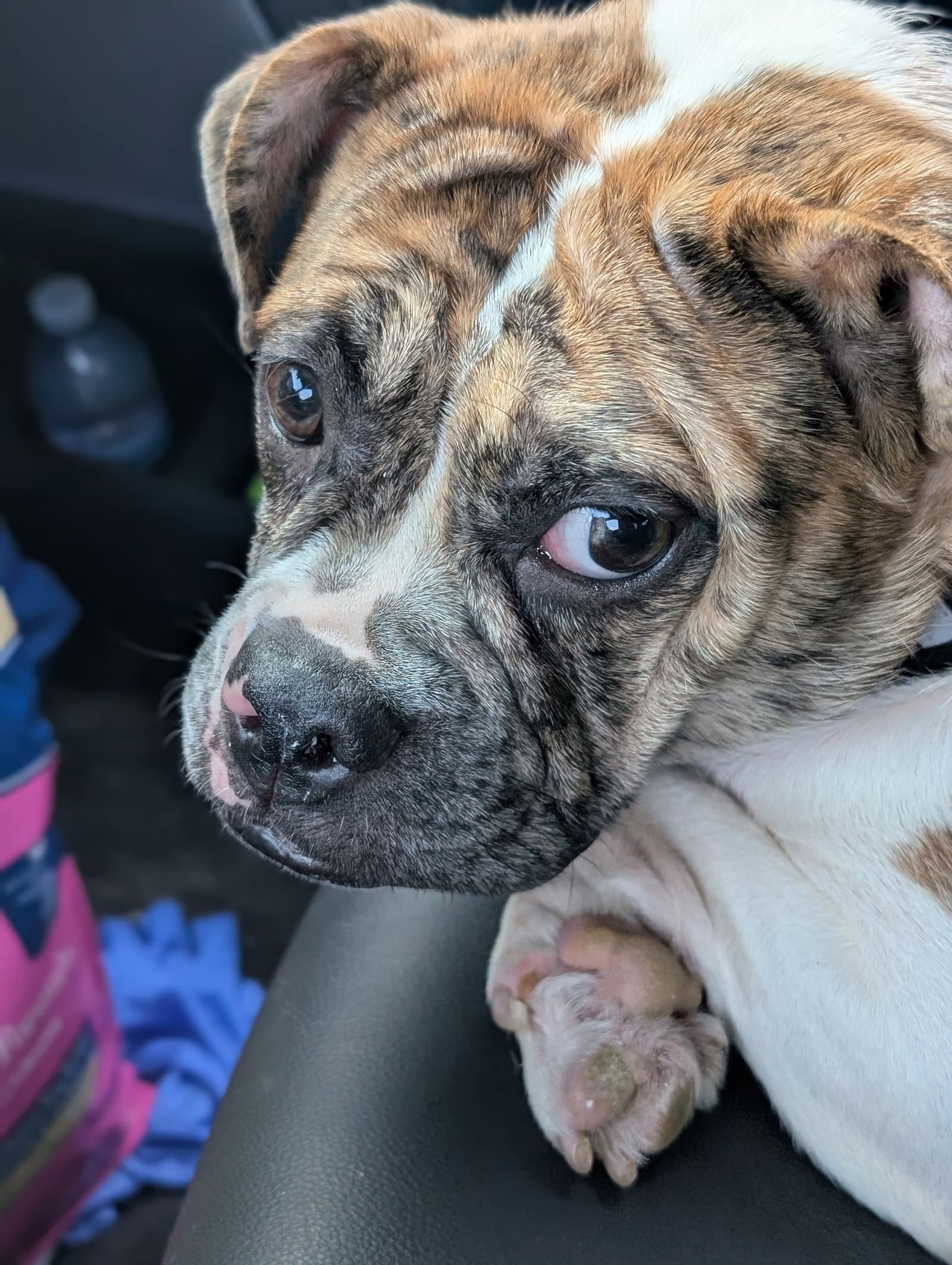 Mabel - Pug