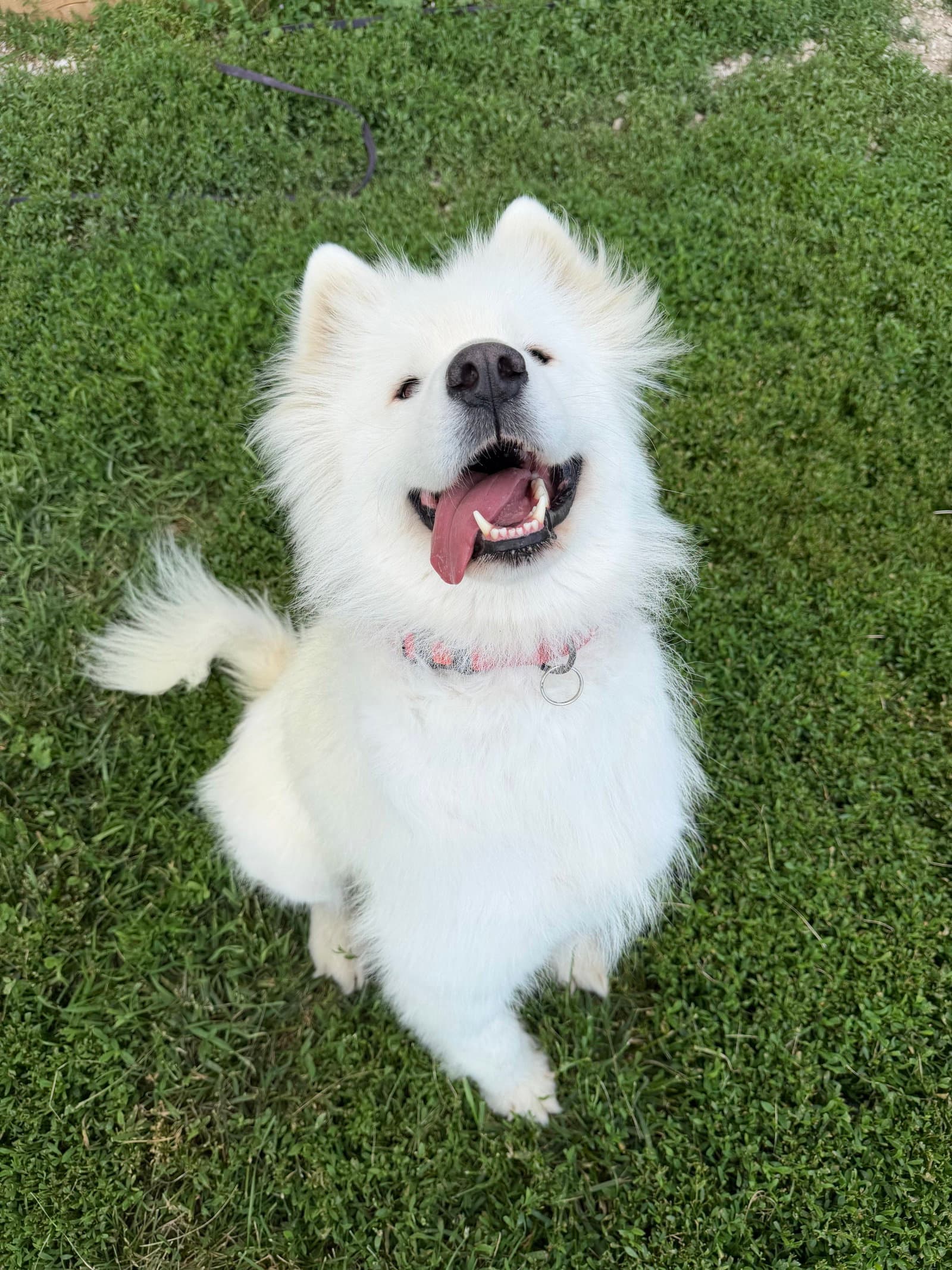 Winter - Samoyed