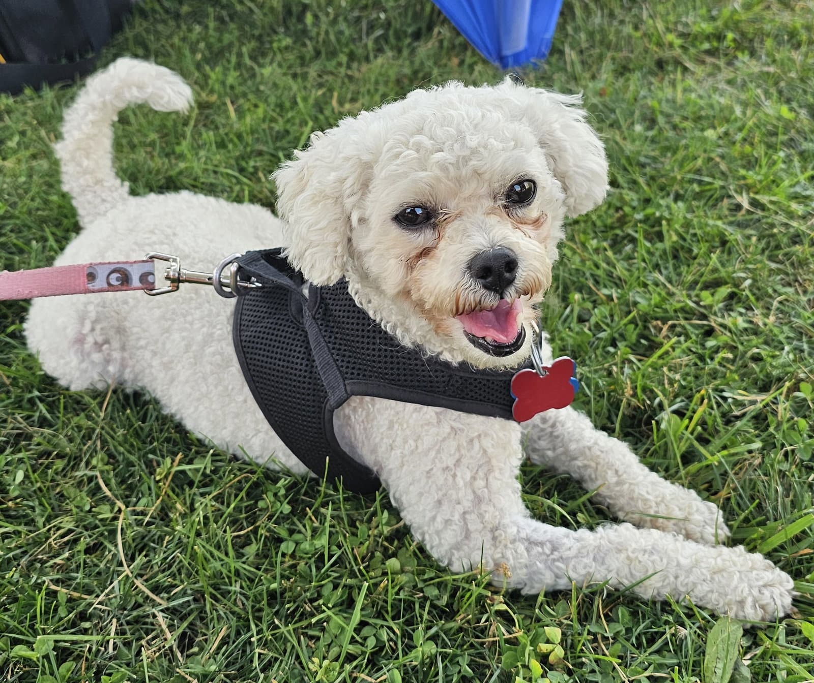 Maddie - Poodle (Toy)