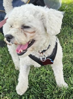 Maddie image 3