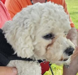 Maddie image 4