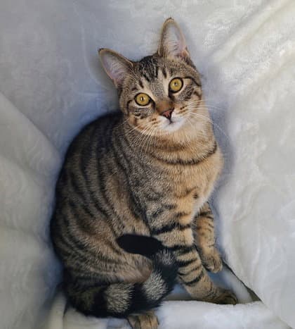 Merlin - Domestic Short Hair