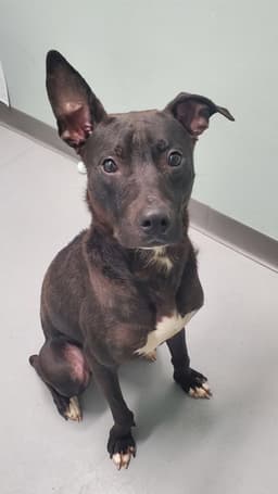 Dobby image 1