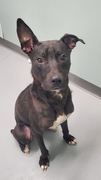 Dobby - Pit Bull Terrier