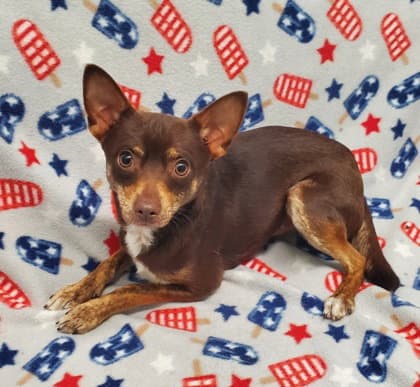 Gizmo - Chihuahua