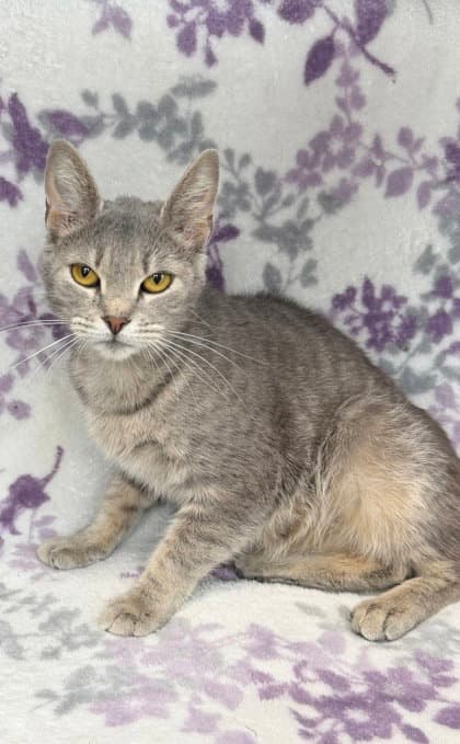 Skyler - Domestic Short Hair