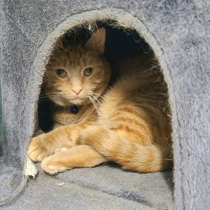 Sara - Domestic Short Hair
