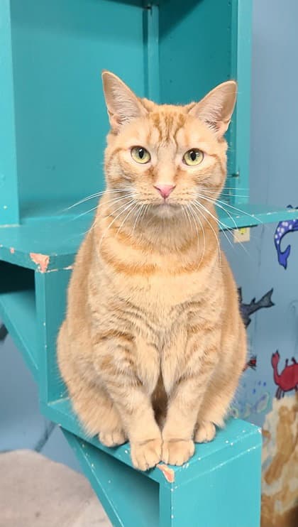 Mary - Domestic Short Hair