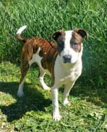 Doofy - Pit Bull Terrier