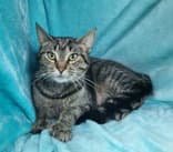 Ivy image 1