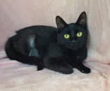 Remi - Domestic Short Hair