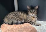Zoey - Domestic Short Hair
