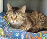 Lady Olena - Domestic Short Hair