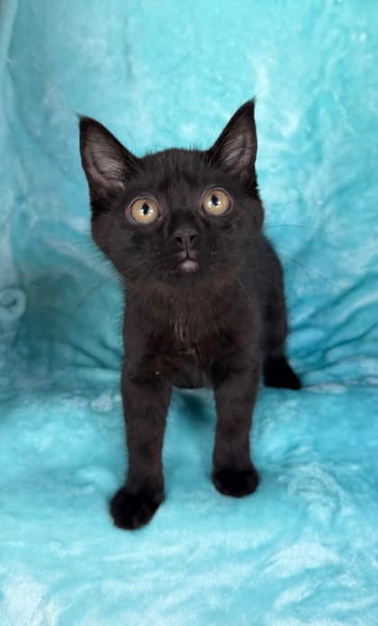 Minnie - Domestic Short Hair