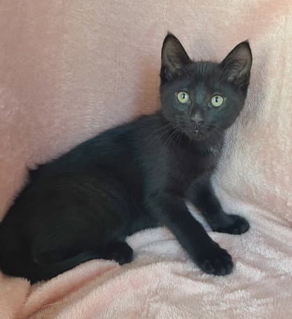 Moe - Domestic Short Hair