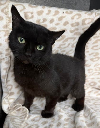 Mia - Domestic Short Hair