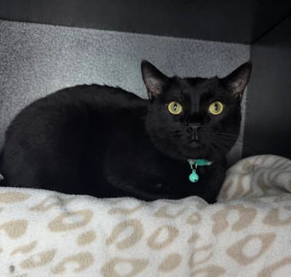 Shadow - Domestic Short Hair