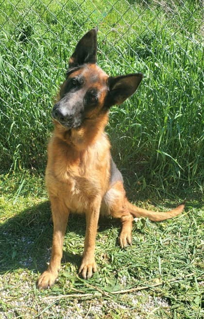 Vega - German Shepherd Dog