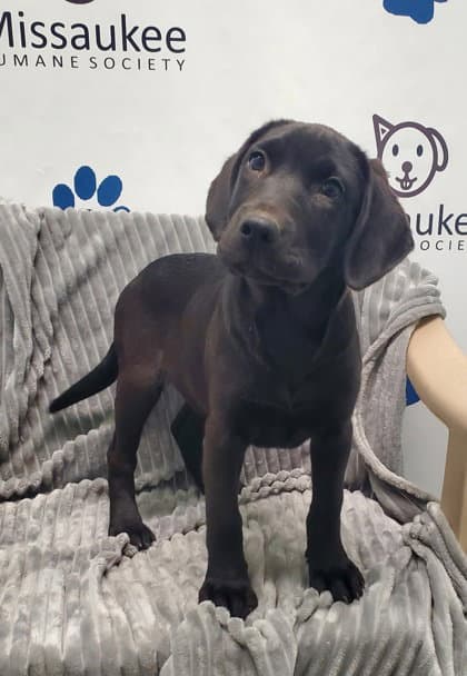 Willow - Labrador Retriever