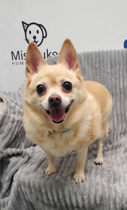 Chloe Bell - Chihuahua
