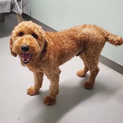 Simon - Poodle (Standard)