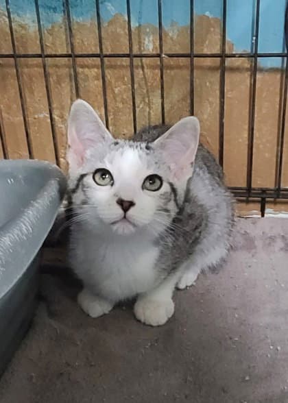Huey - Domestic Short Hair