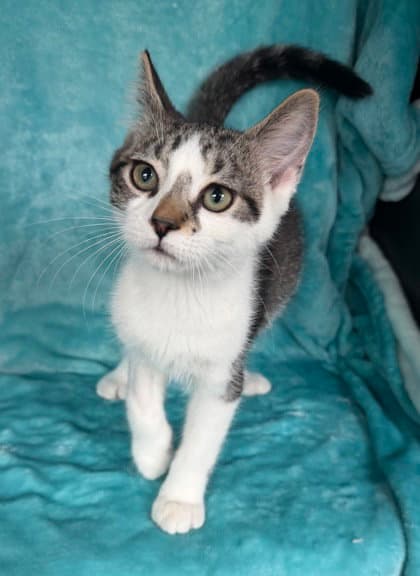 Dewey - Domestic Short Hair