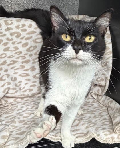 Biscutis - Domestic Short Hair