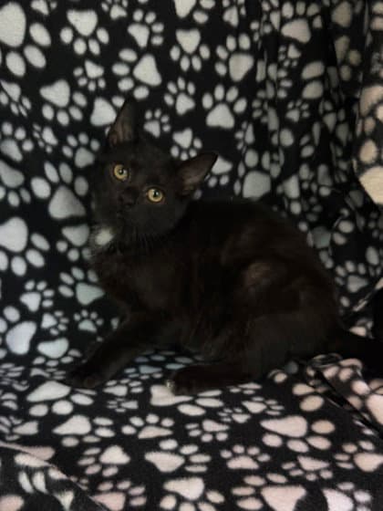 Bear - Domestic Short Hair