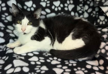 Domino - Domestic Short Hair