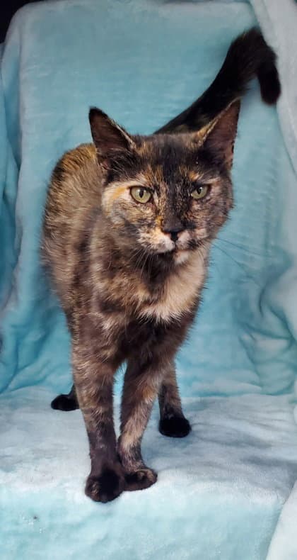 Larrie - Tortoiseshell