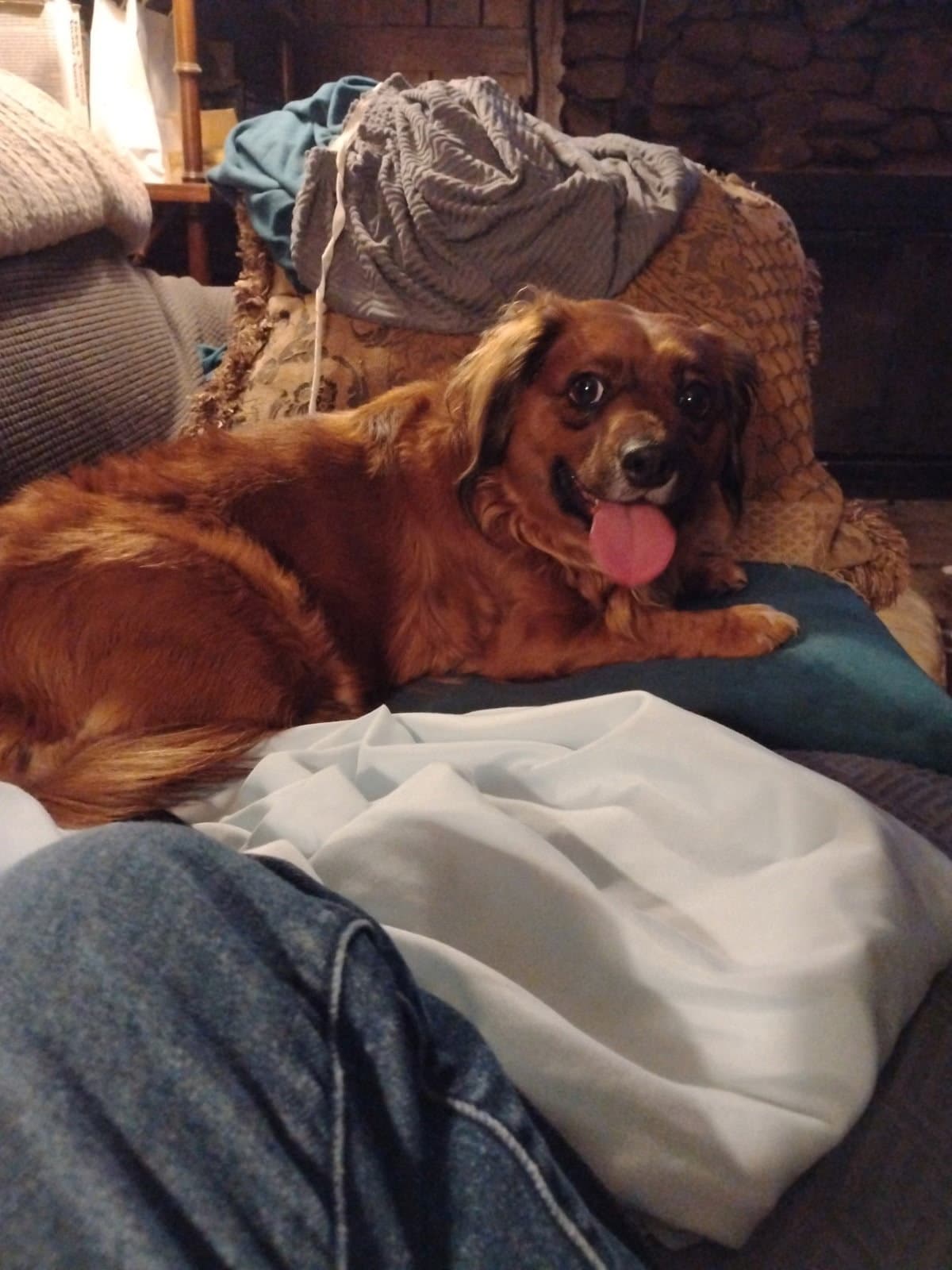 Lil Bit Being Fostered In West Virginia - Dachshund