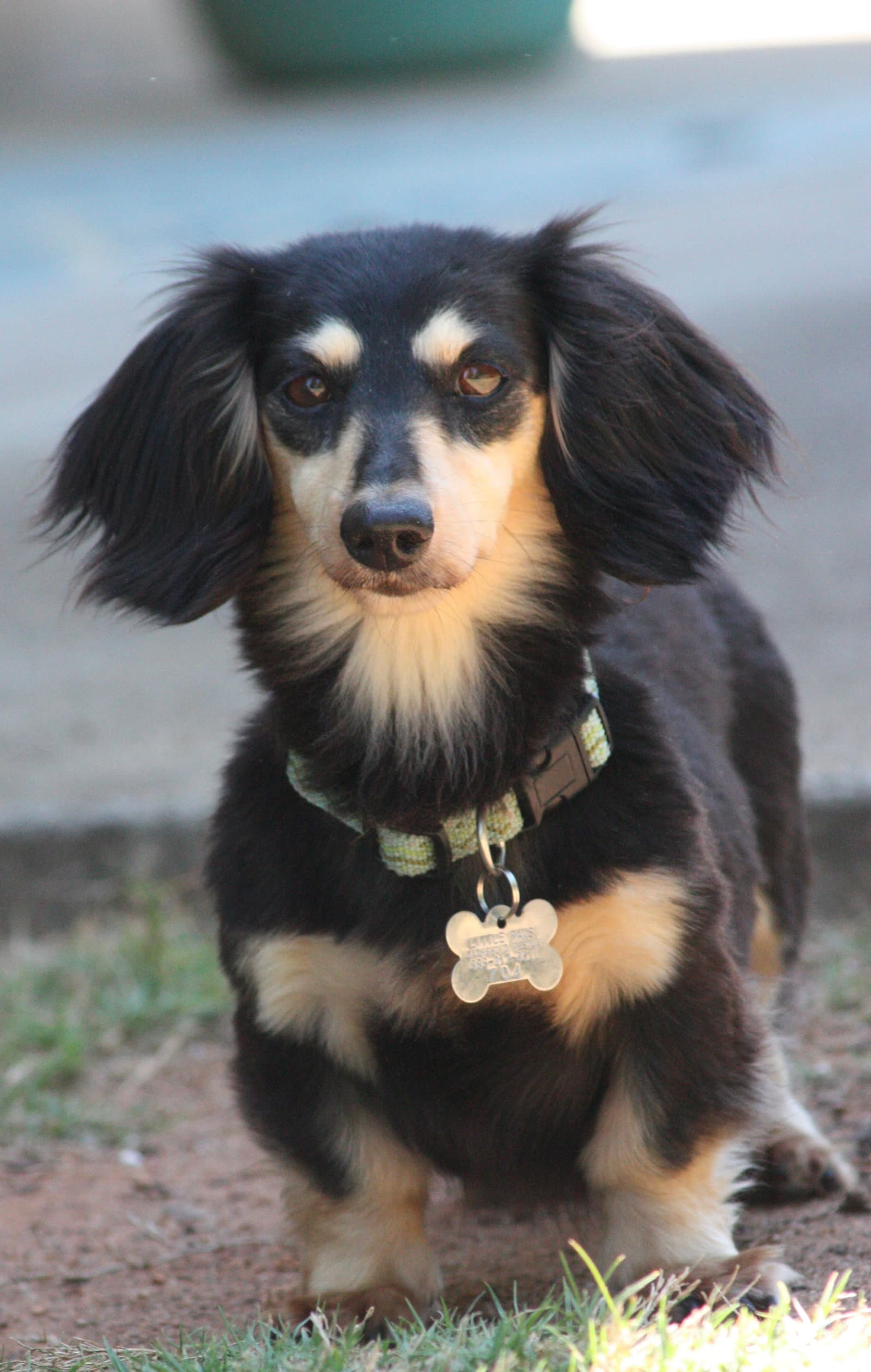 Nutmeg Located In Cumming Ga - Dachshund