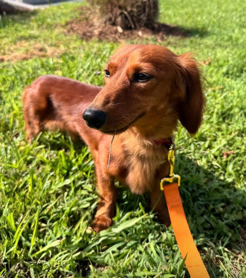 Monti - Dachshund