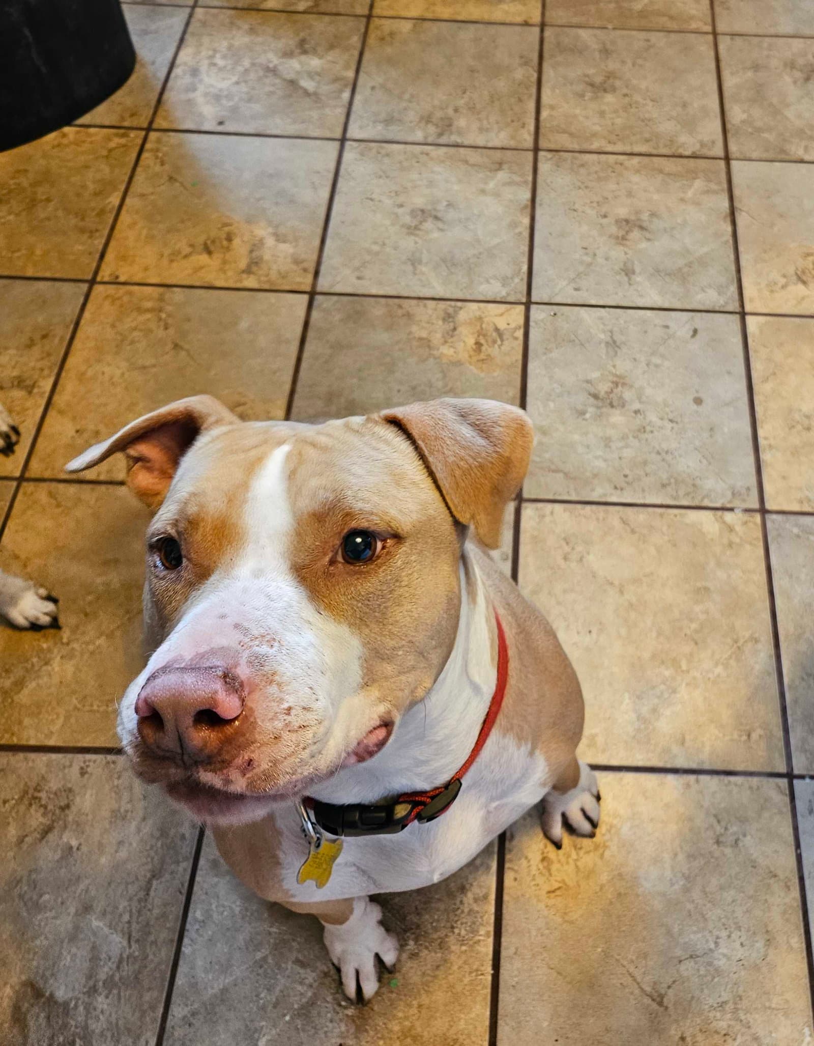 Duncan Doggie - Pit Bull Terrier