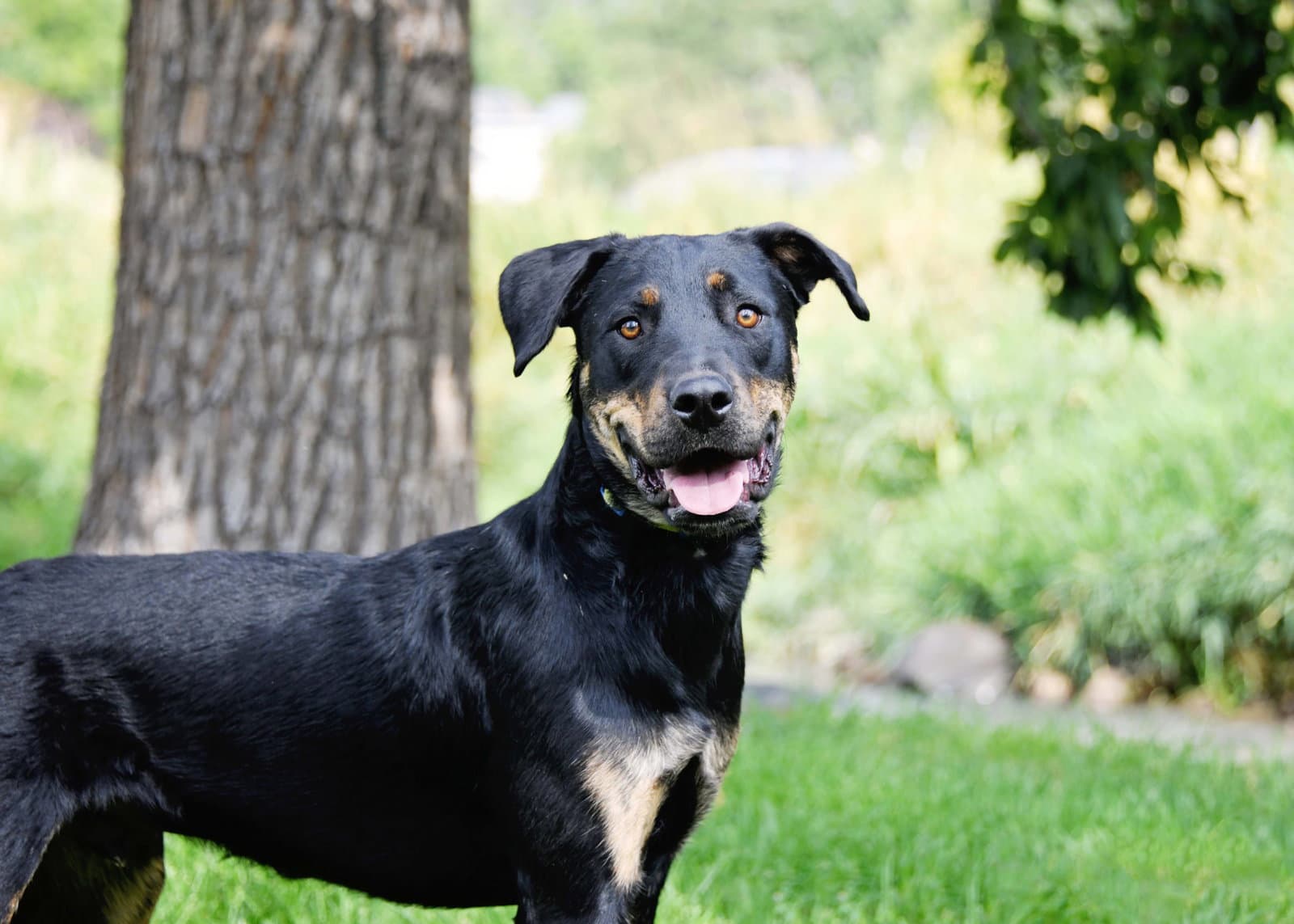 Marcellus - Rottweiler