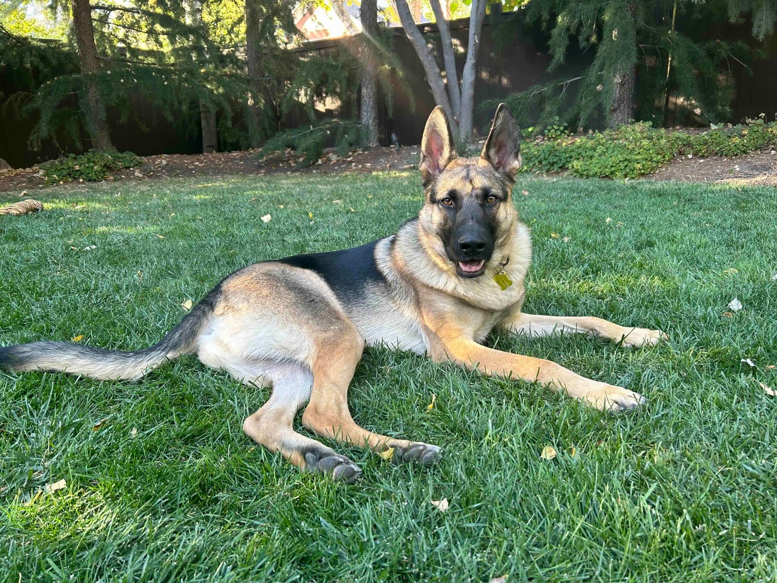 My Tye - German Shepherd Dog