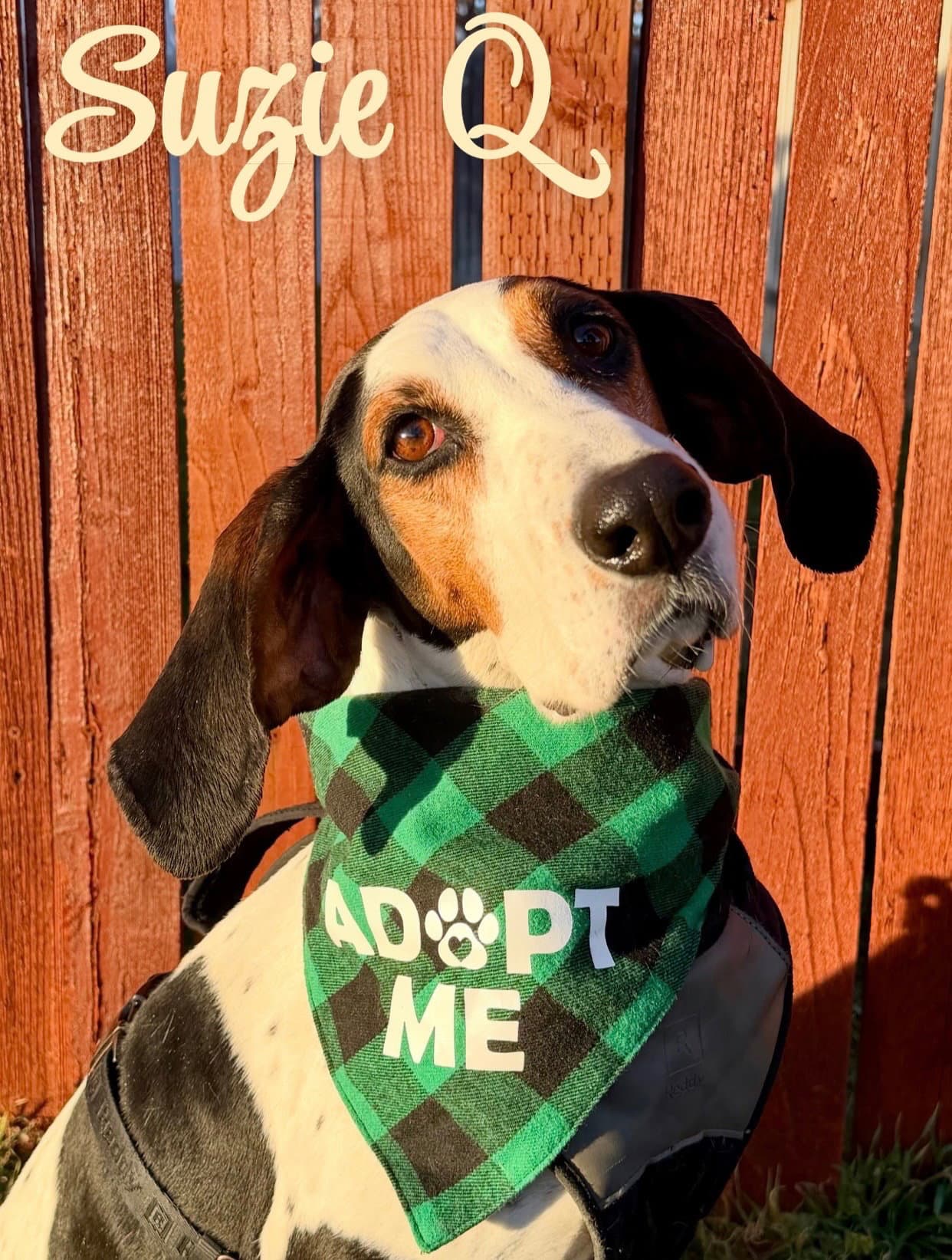 Suzie Q - Treeing Walker Coonhound