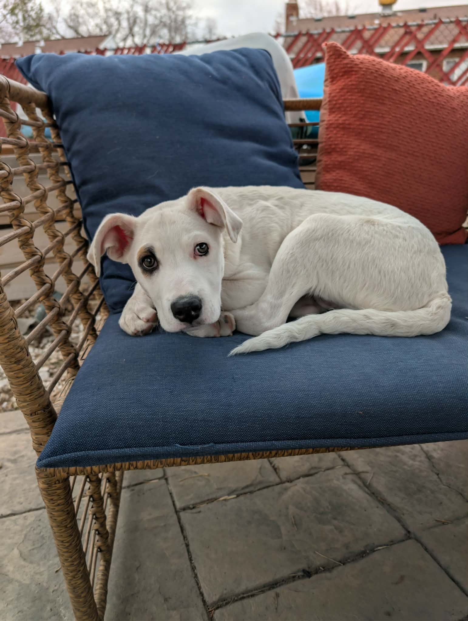 Sonic - Pit Bull Terrier