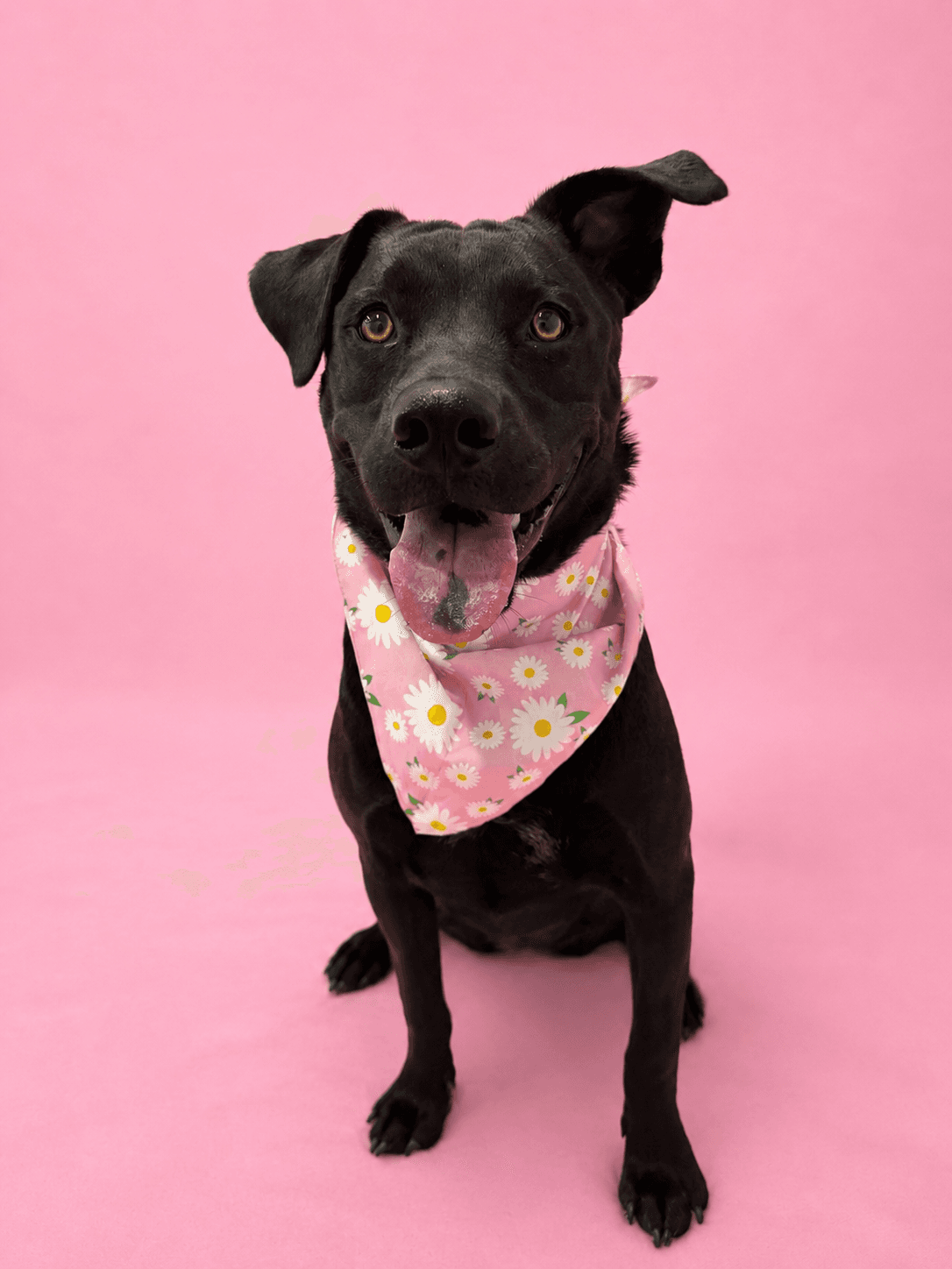 Cami - Labrador Retriever