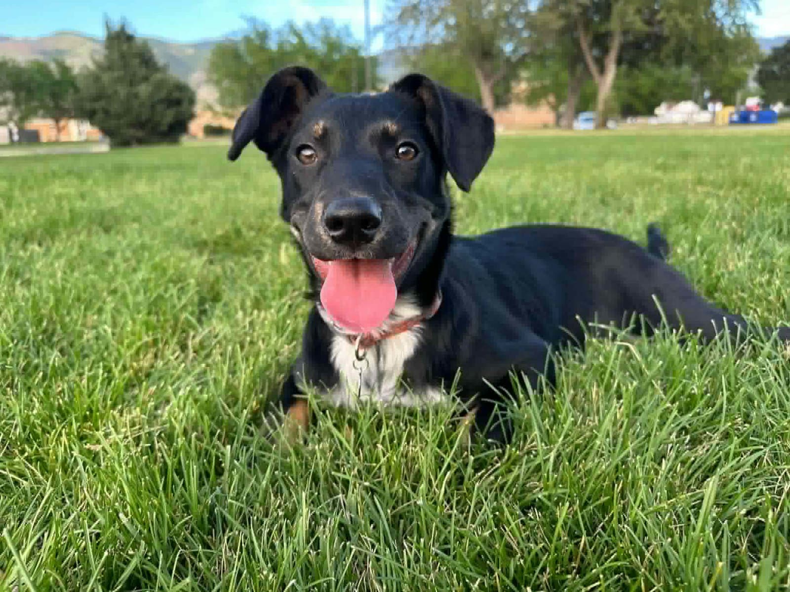 Grizzy - Collie