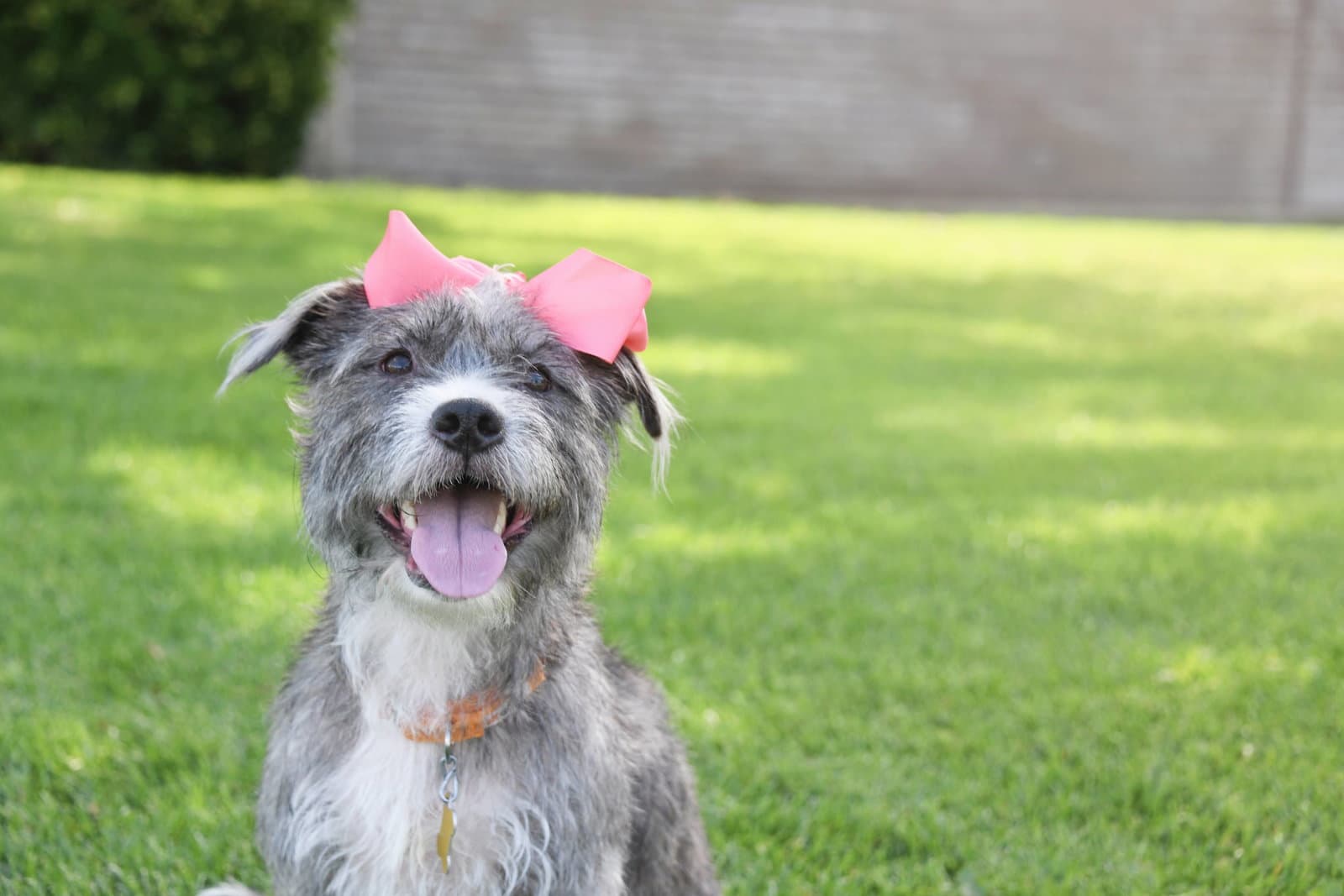 Momma Gray - Terrier