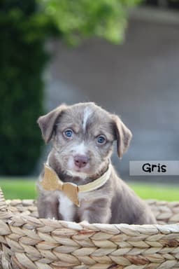 Gris image 3