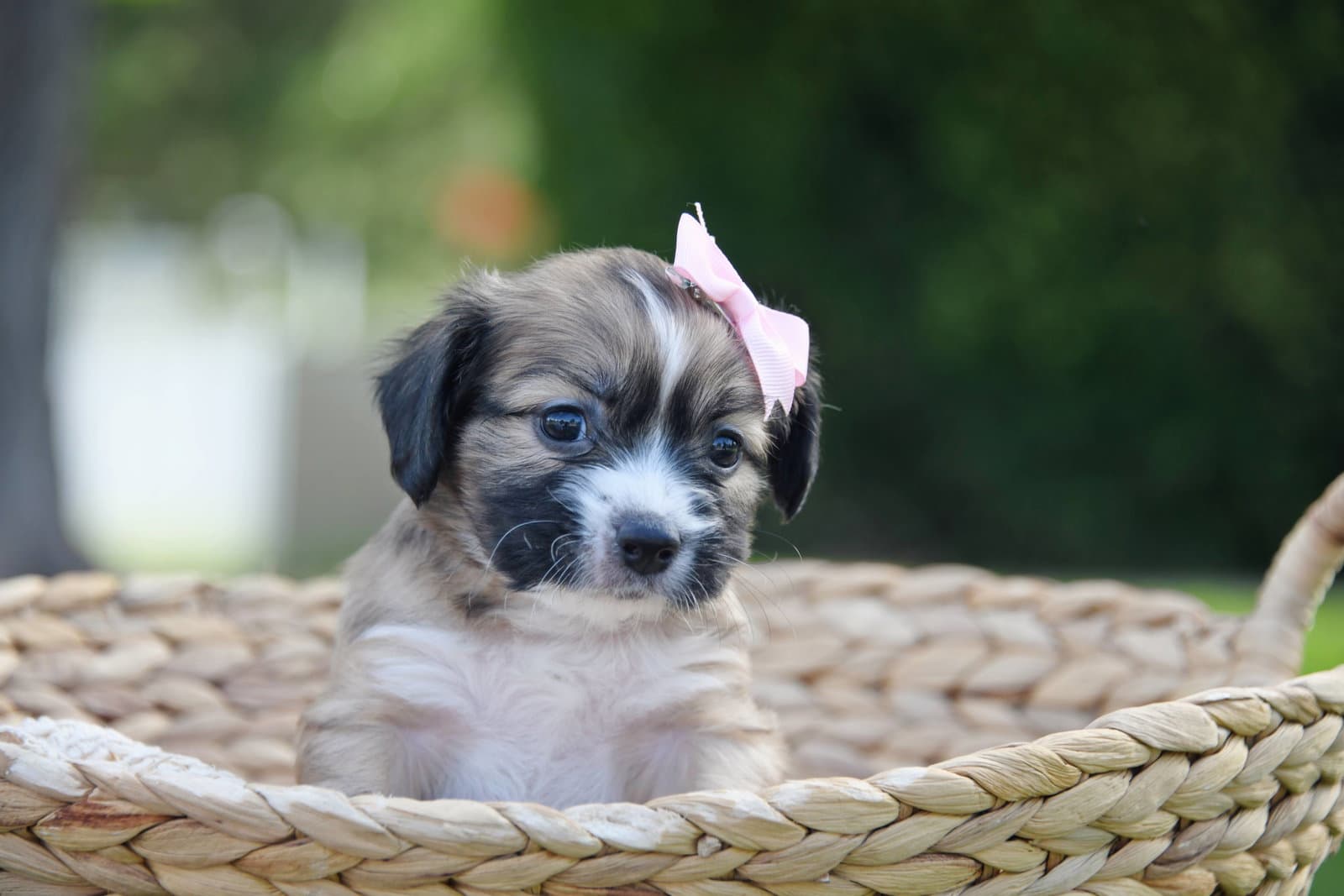 Grise - Terrier