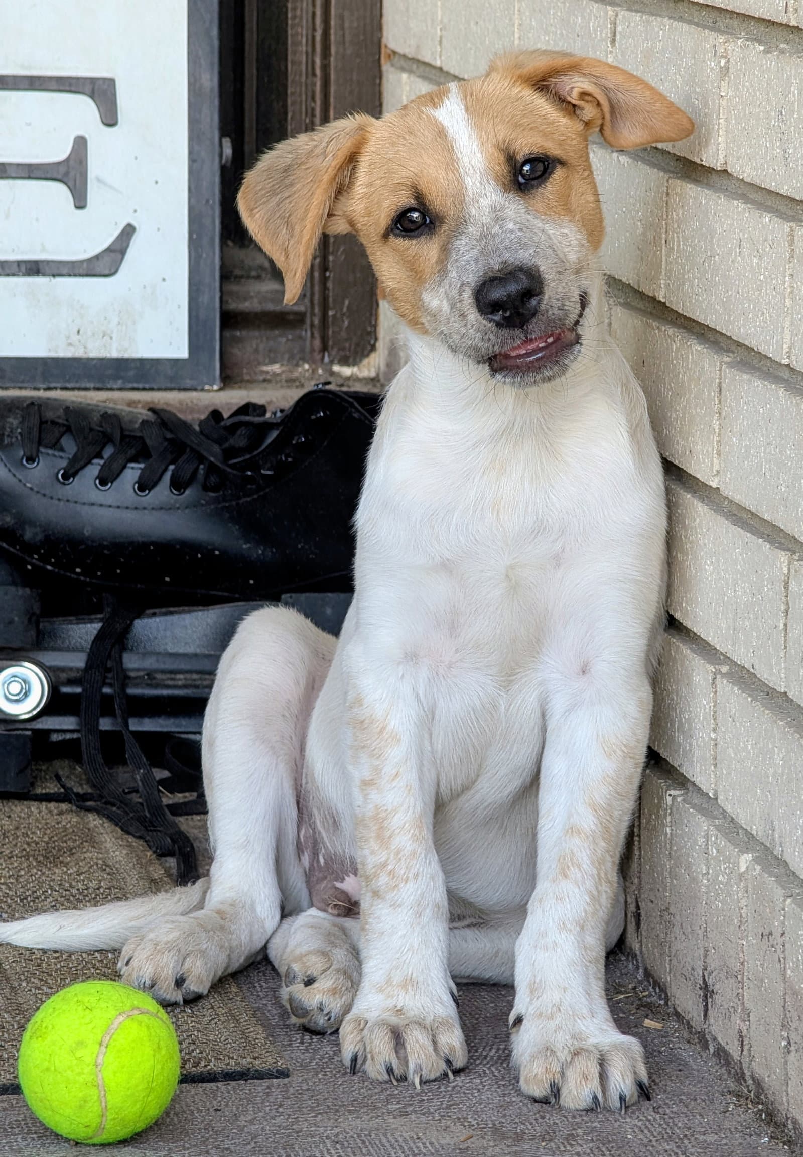 Admiral Boom - Cattle Dog